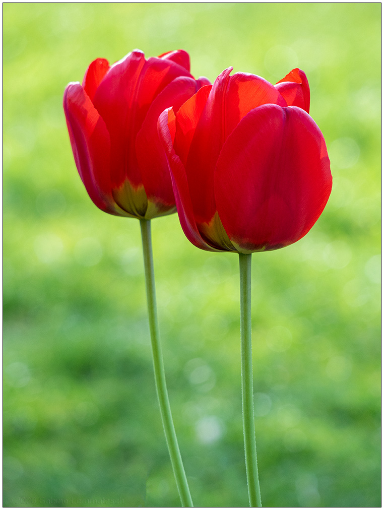 218 Tulpen