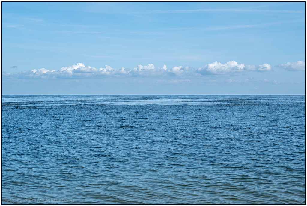 222 Sylt – Ellenbogen Nationalpark Wattenmeer Seehundsuchbild