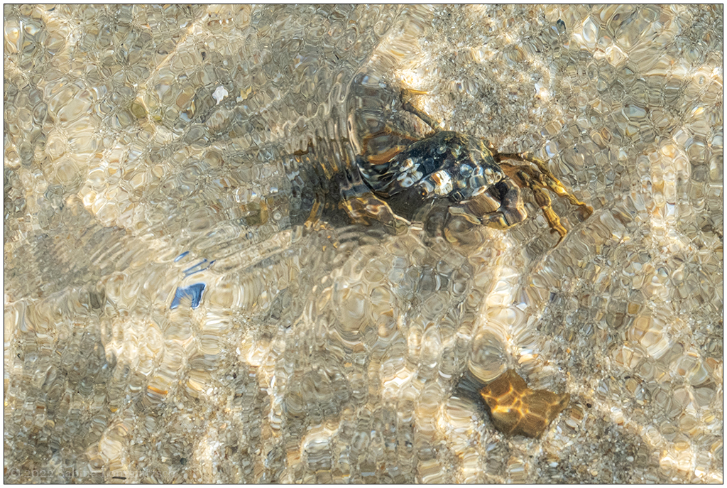 223 Sylt – Ellenbogen Nationalpark Wattenmeer Krebs I