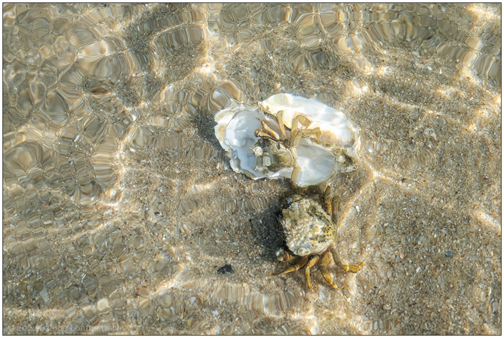 224 Sylt – Ellenbogen Nationalpark Wattenmeer Krebs II