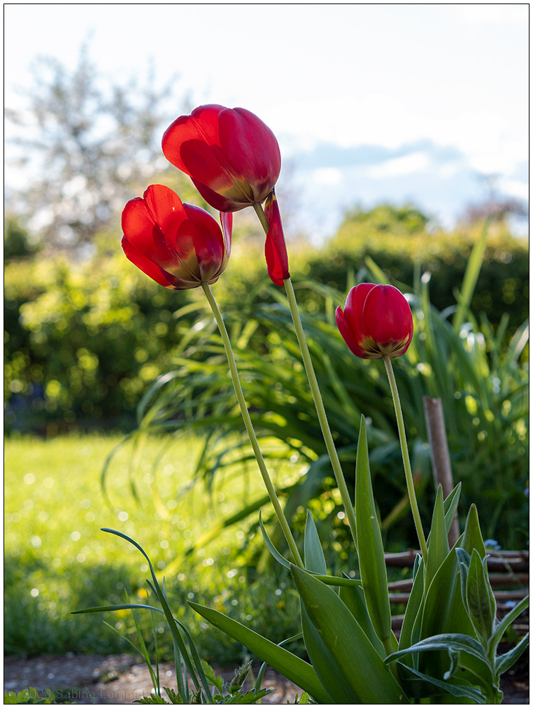224 Tulpen