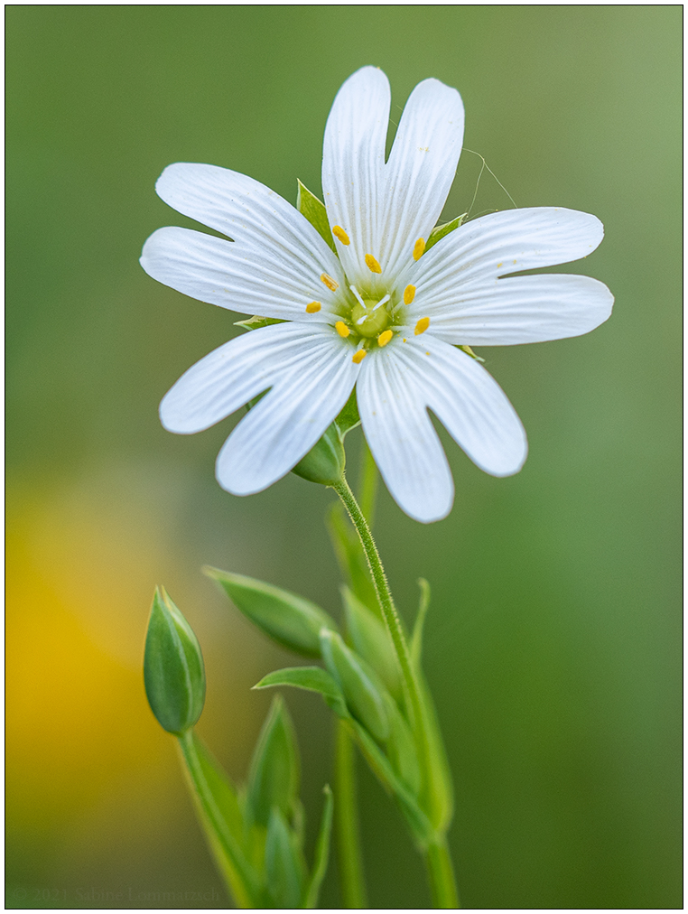 226 Neulich in der Bünte – Sternmiere II
