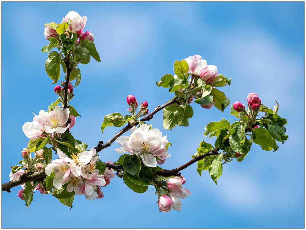 227 Apfelblüte 1