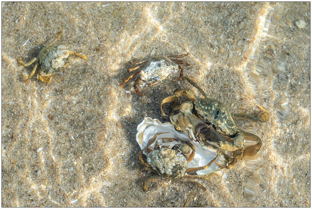 227 Sylt – Ellenbogen Nationalpark Wattenmeer Krebs V