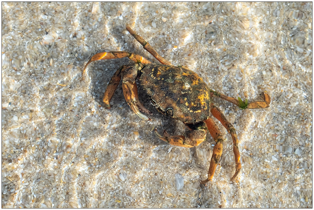 228 Sylt – Ellenbogen Nationalpark Wattenmeer Krebs VI