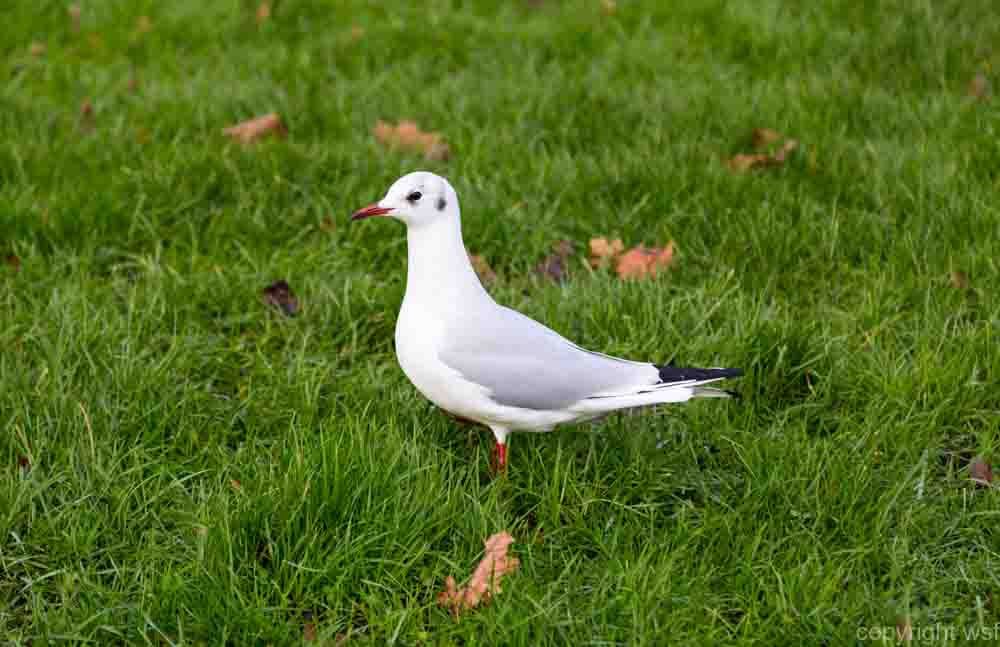 23 Taube auf Wiese