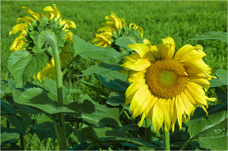 23072008 uv sonnenblume 0040 little