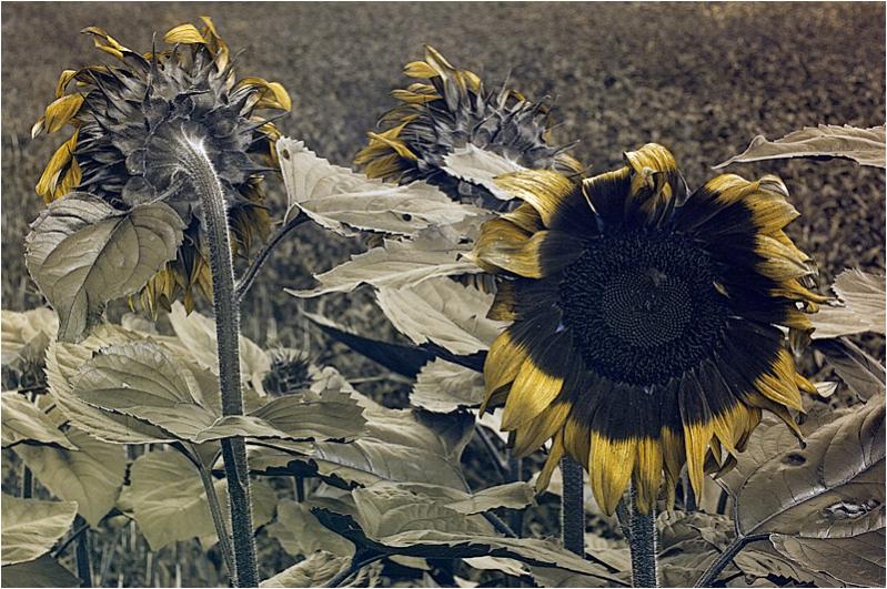 23072008 uv sonnenblume 0040uv