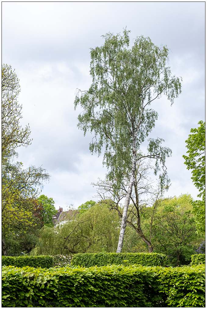 233 Sams Birke im Kieler Schrevenpark