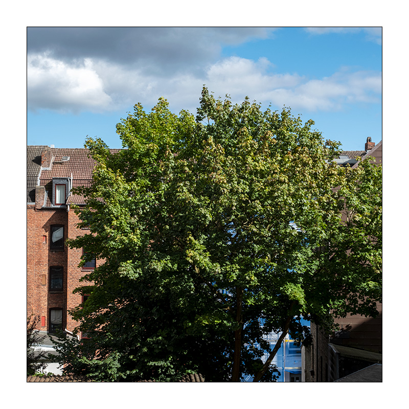 234/365 The Corrs – Summer Sunshine © 2025 Sabine Lommatzsch