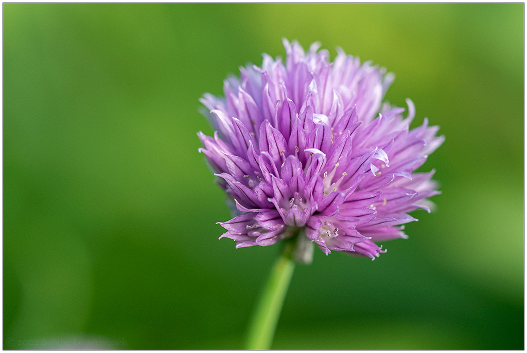 235 Schnittlauchblüte in der Bünte