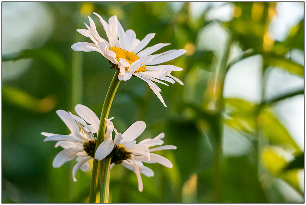 236 Margeritenblüte in der Abendsonne