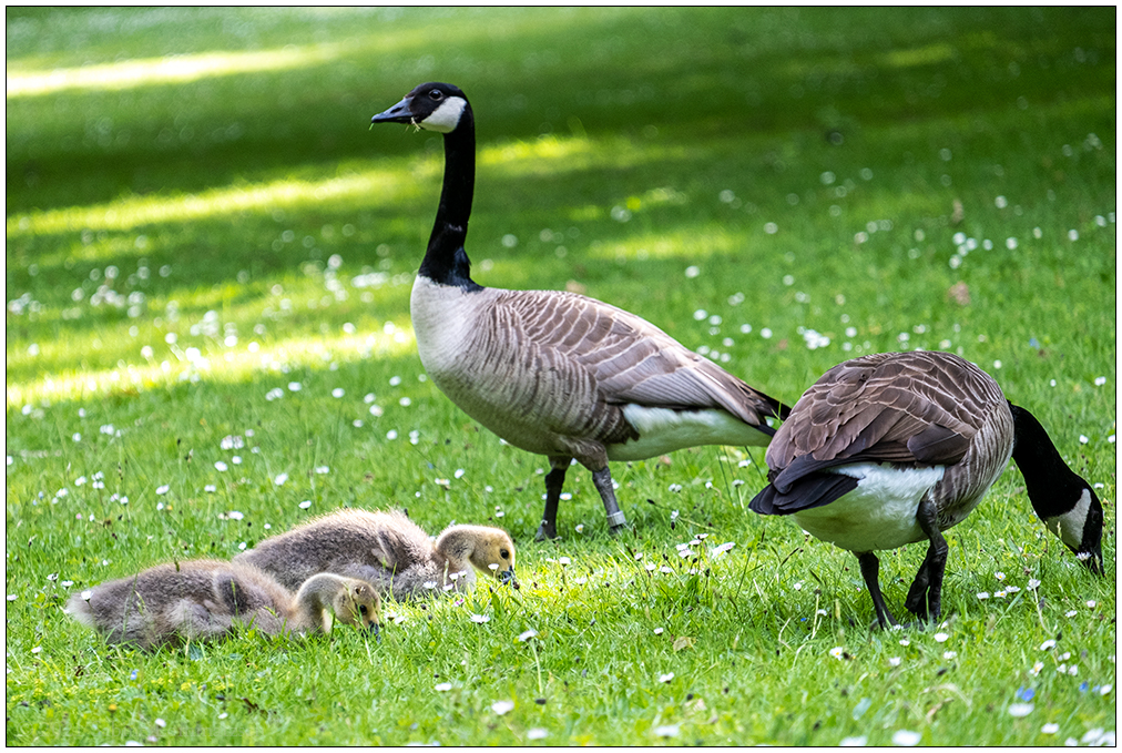 237 Familie Kanadagans im Kieler Schrevenpark II