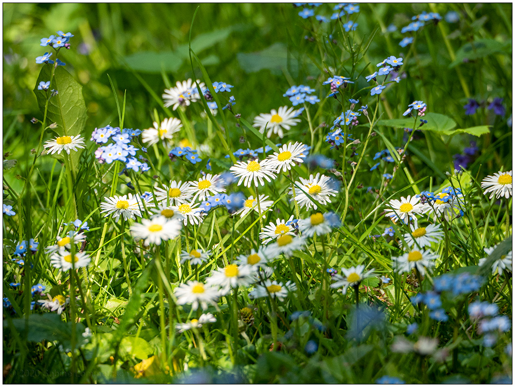 237 Wiese hinter der Gartenlaube