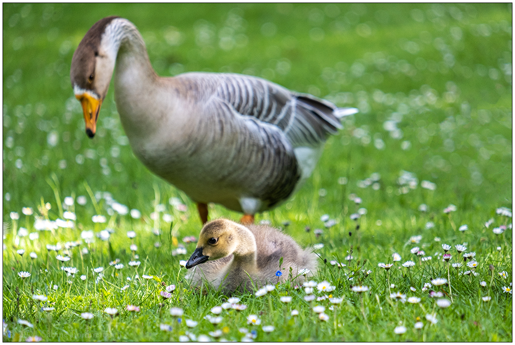 238 Familie Kanadagans im Kieler Schrevenpark III