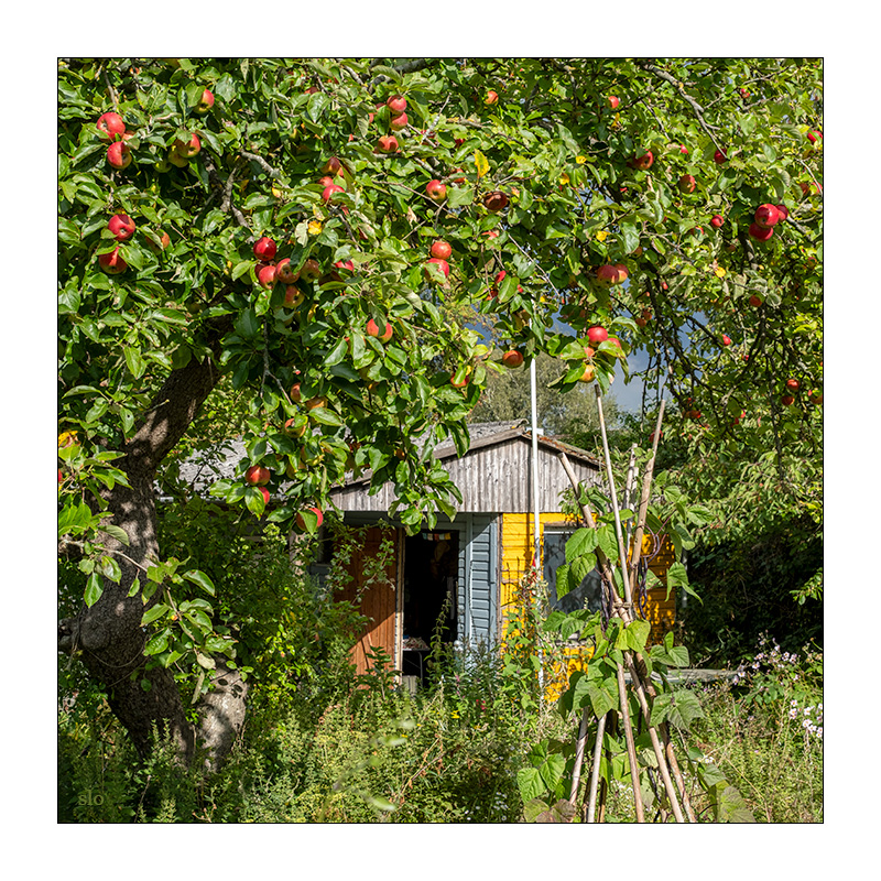 239/365 Provinz – Sommer macht melancholisch © 2025 Sabine Lommatzsch