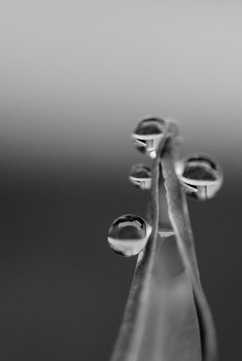239/365