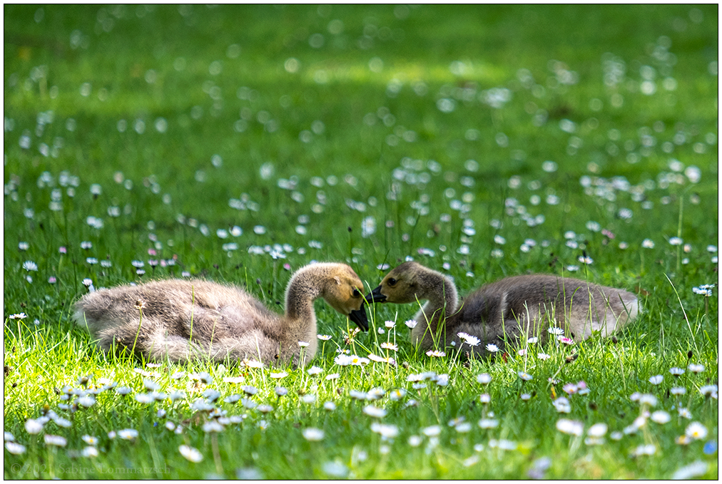 239 Familie Kanadagans im Kieler Schrevenpark IV
