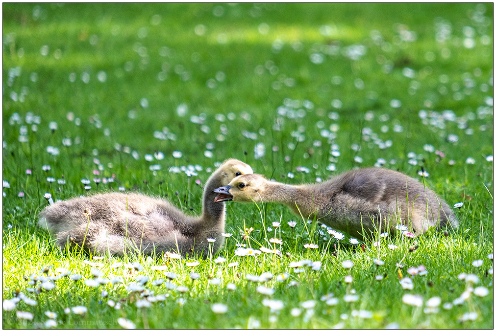 241 Familie Kanadagans im Kieler Schrevenpark VI