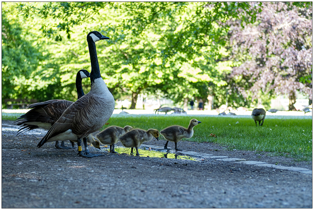 241 Kanadagansfamilie im Kieler Hiroshimapark I