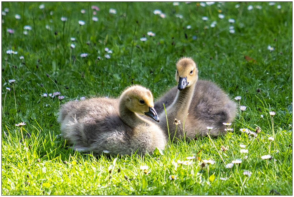 242 Familie Kanadagans im Kieler Schrevenpark VII