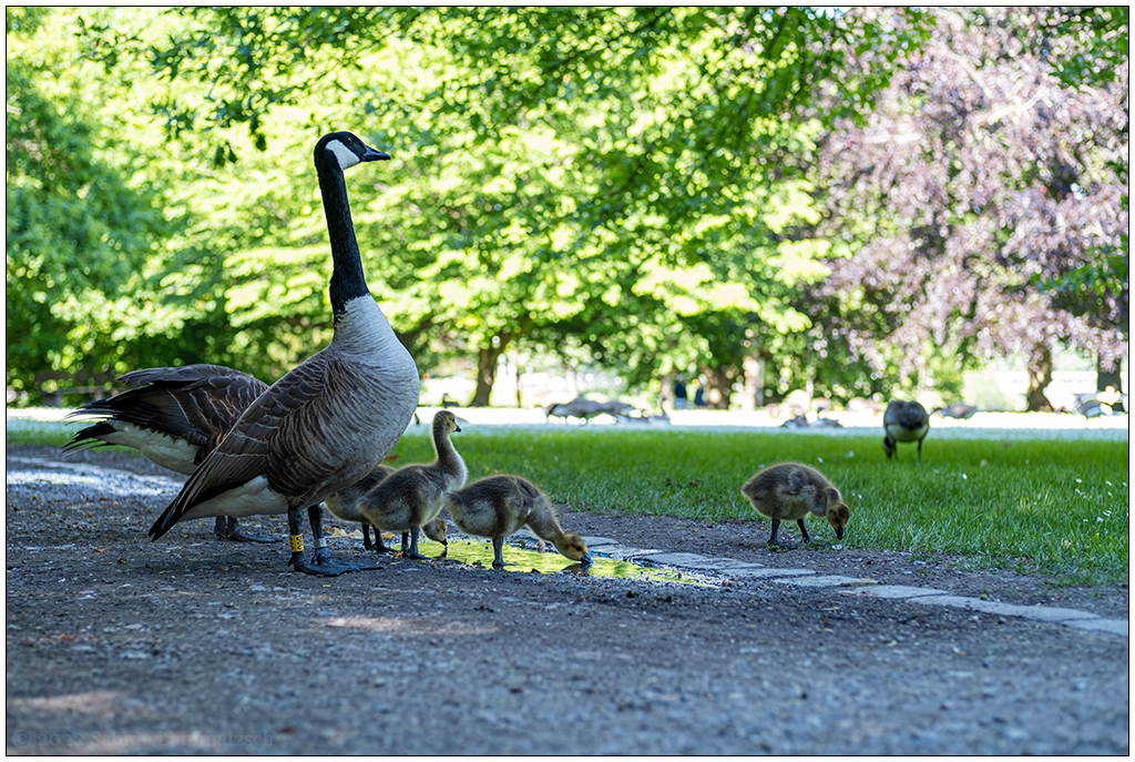 242 Kanadagansfamilie im Kieler Hiroshimapark II