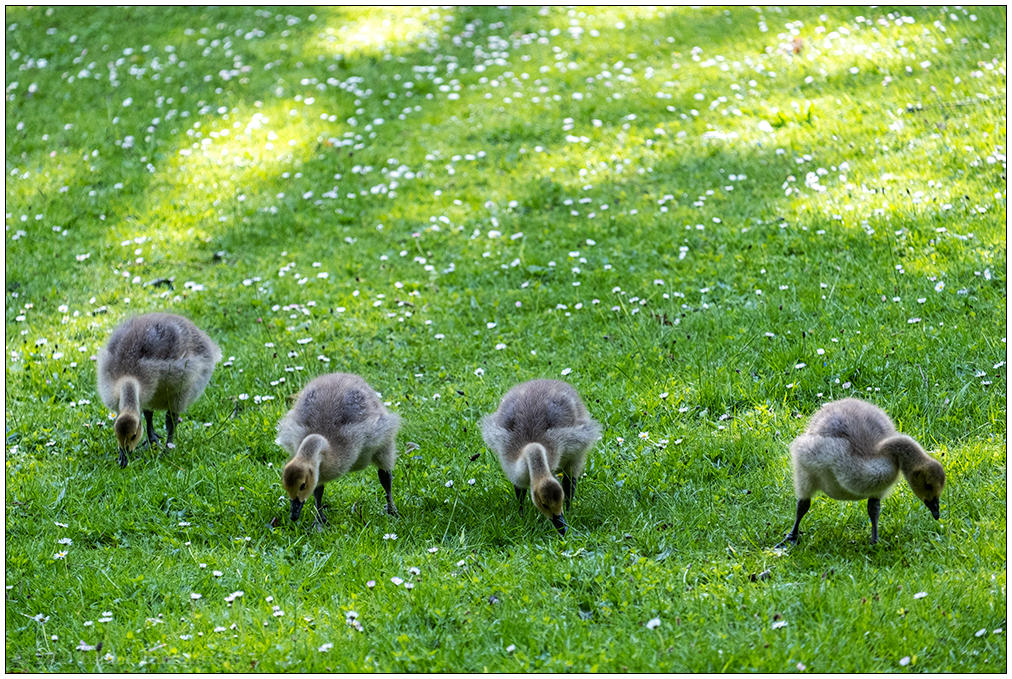 243 Familie Kanadagans im Kieler Schrevenpark VIII