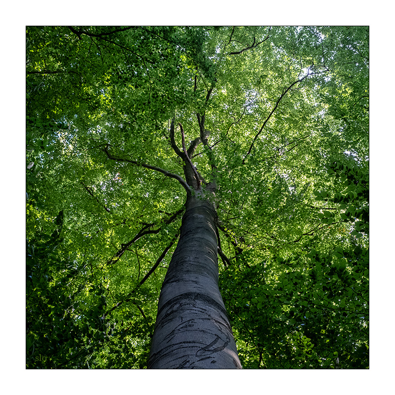 245/365 a-ha – Forest For The Trees © 2025 Sabine Lommatzsch
