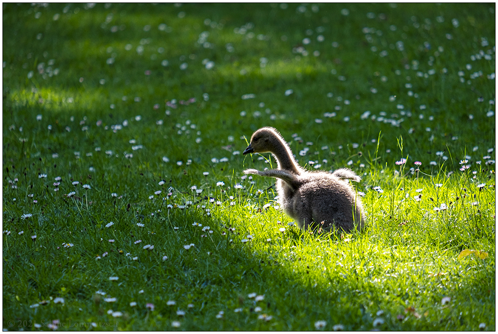 245 Familie Kanadagans im Kieler Schrevenpark X