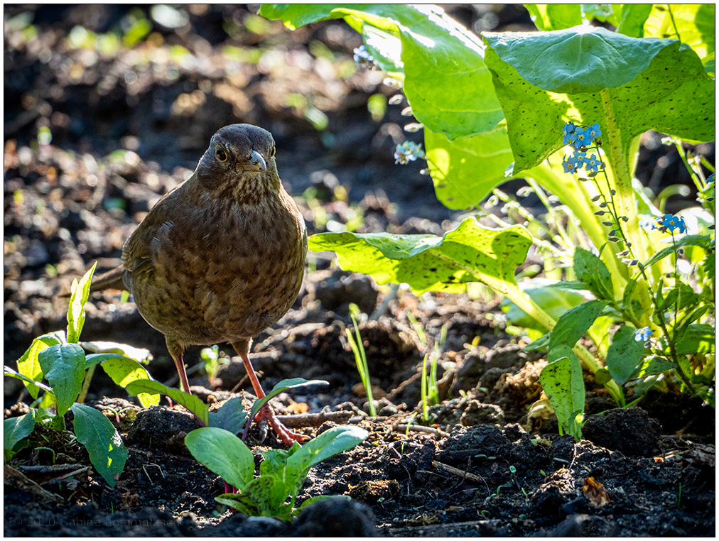 246 Amsel im Gemüsebeet