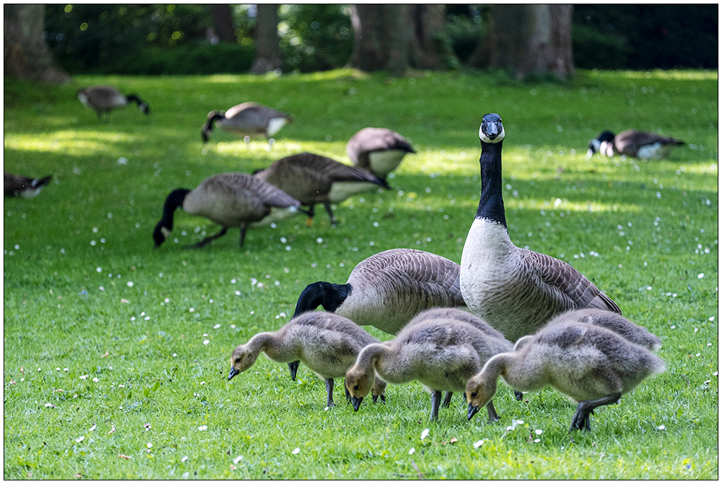 246 Familie Kanadagans im Kieler Schrevenpark XI