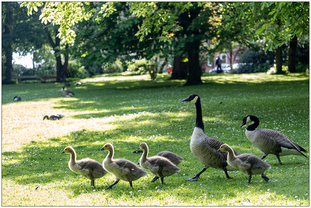 247 Familie Kanadagans im Kieler Schrevenpark XII