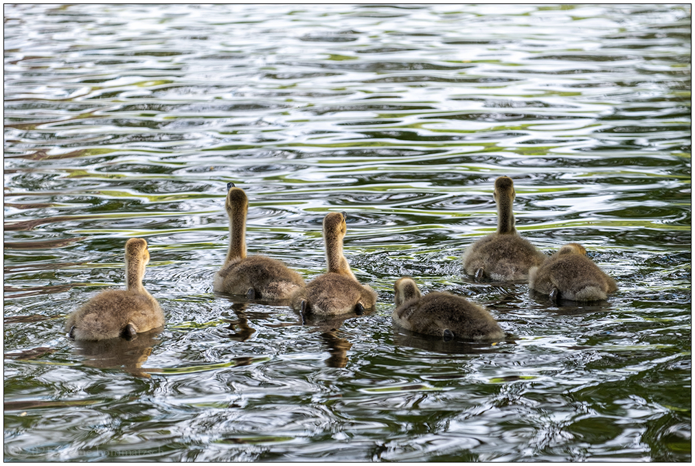 248 Familie Kanadagans im Kieler Schrevenpark XIII