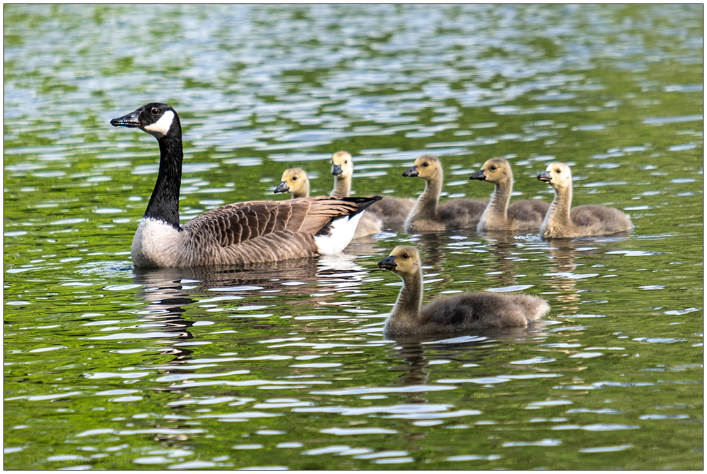 250 Familie Kanadagans im Kieler Schrevenpark XV