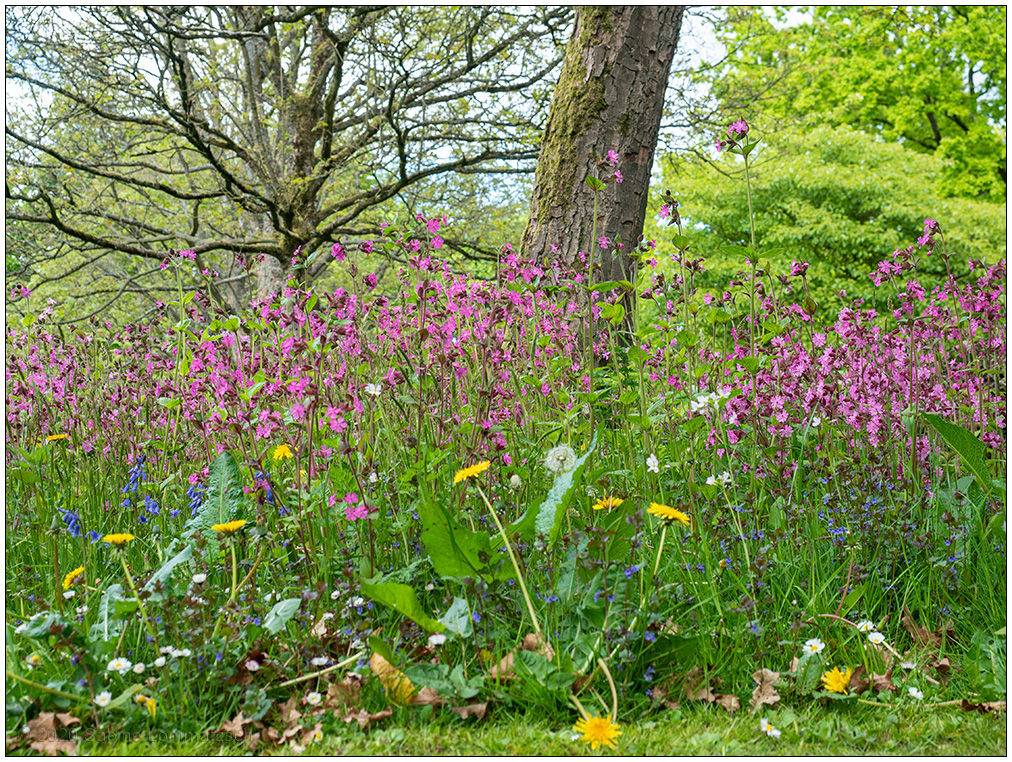 250 Kiel Nordfriedhof Wildwiese I