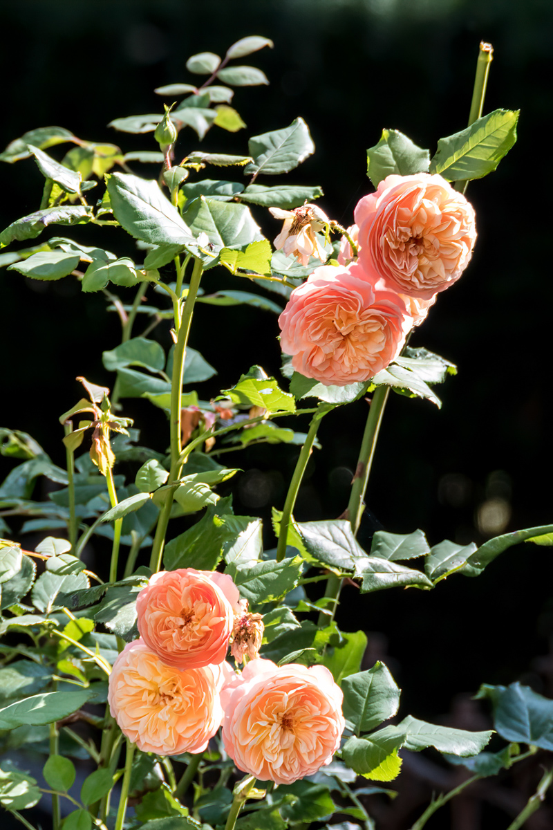 250811-001.jpg