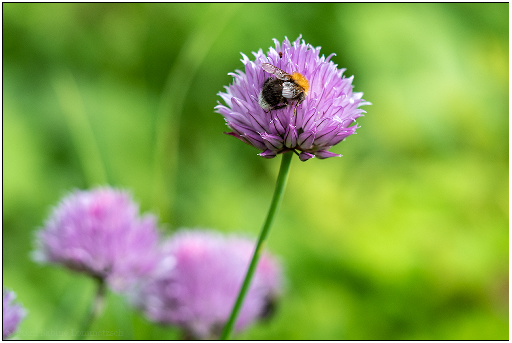 255 Schnittlauchblüte in der Bünte
