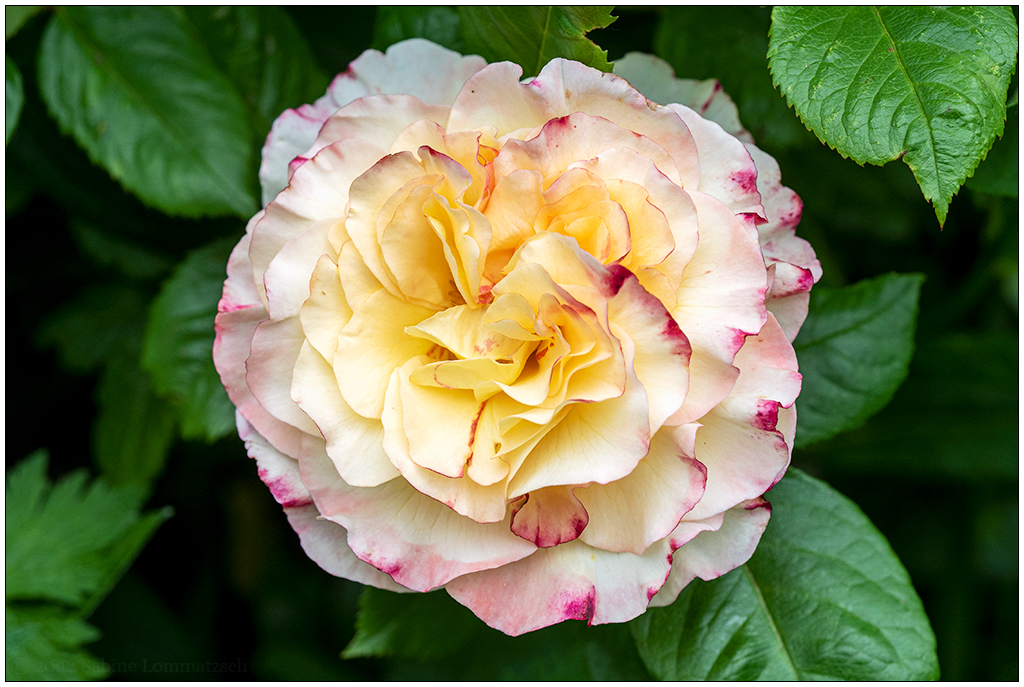 256 Rose in der Bünte