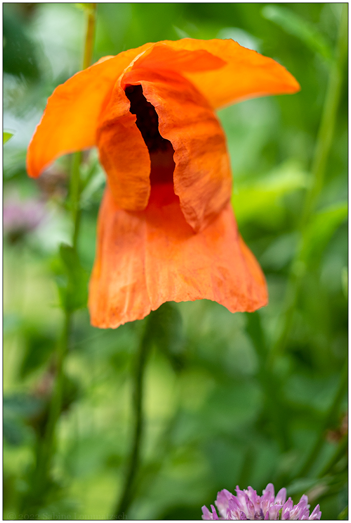 257 Mohn in der Bünte