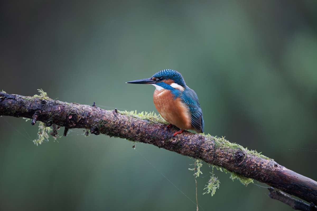 26 400mm f-2.8.jpg