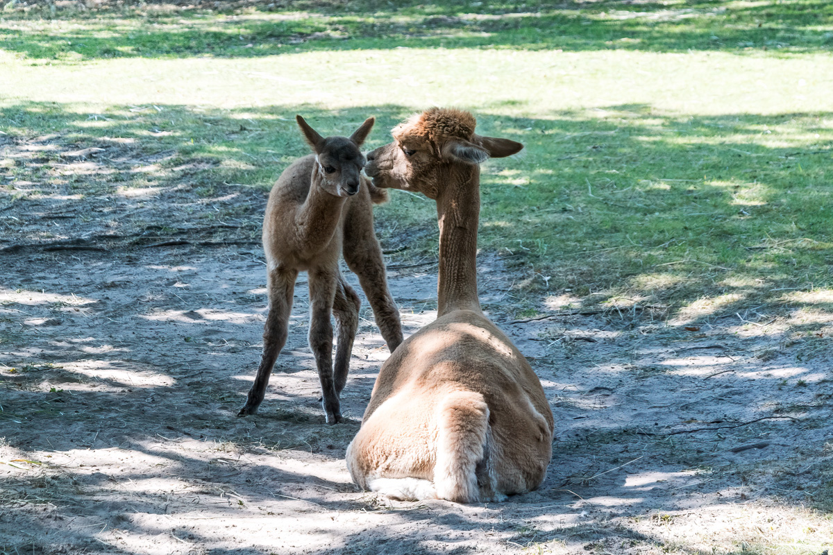 260717-D50_9008-Bearbeitet.jpg