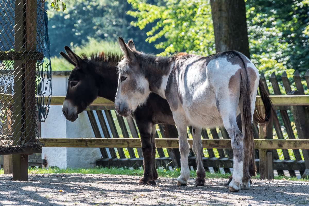 260717-D50_9037-Bearbeitet.jpg