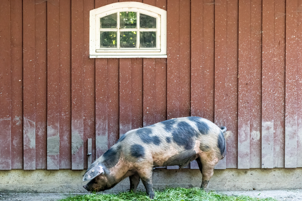 260717-D50_9041-Bearbeitet.jpg