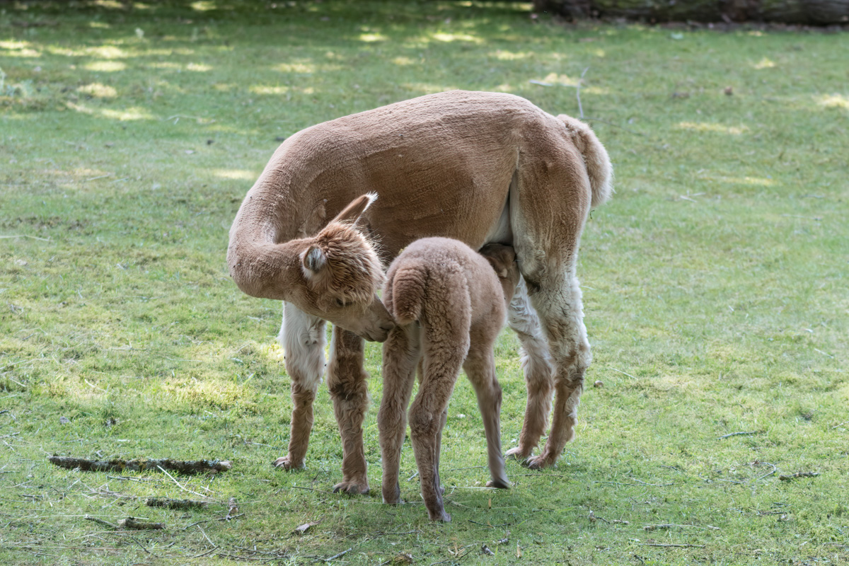 260721-D50_9074-Bearbeitet.jpg