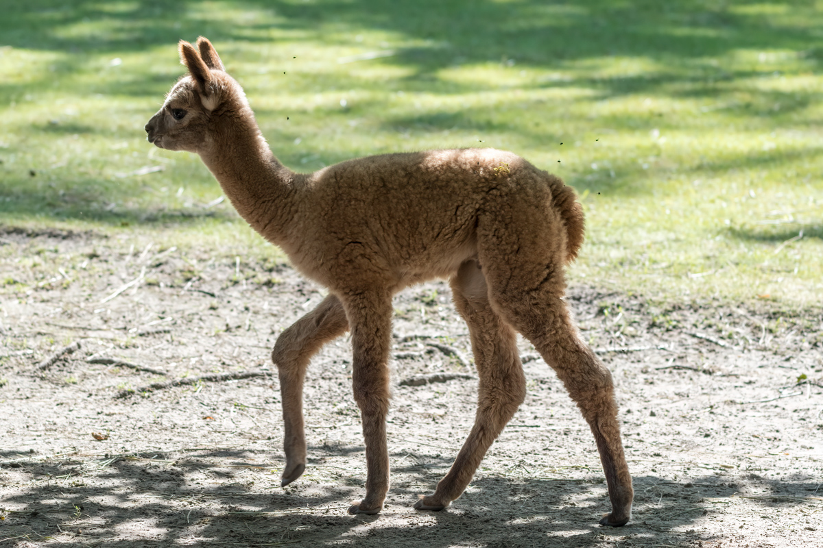 260721-D50_9081-Bearbeitet.jpg