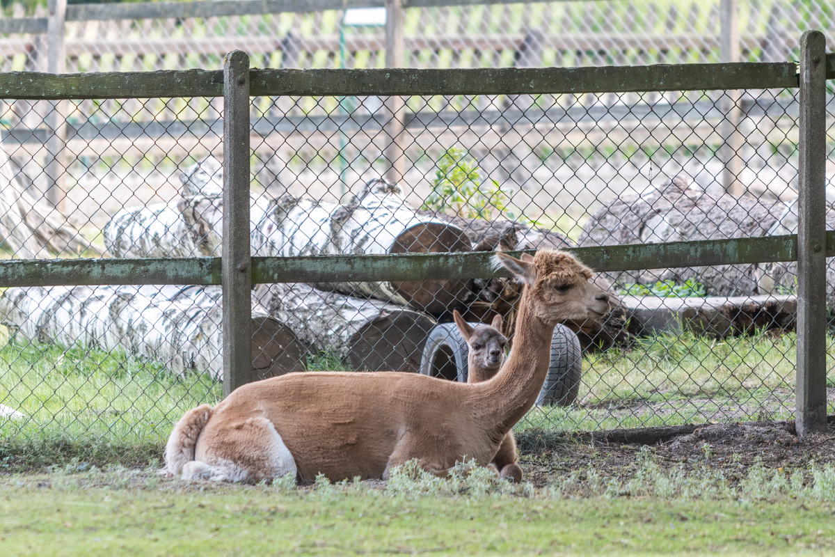 260721-D50_9127-Bearbeitet.jpg