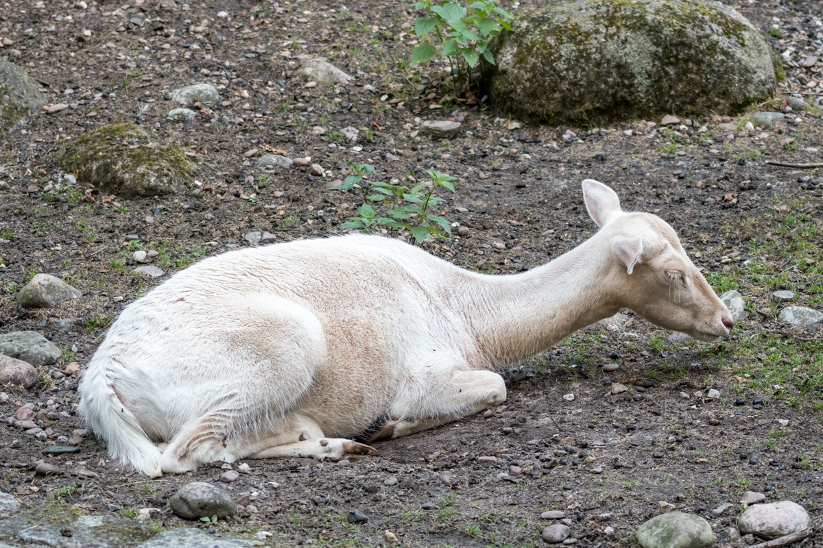 260721-D50_9134-Bearbeitet.jpg