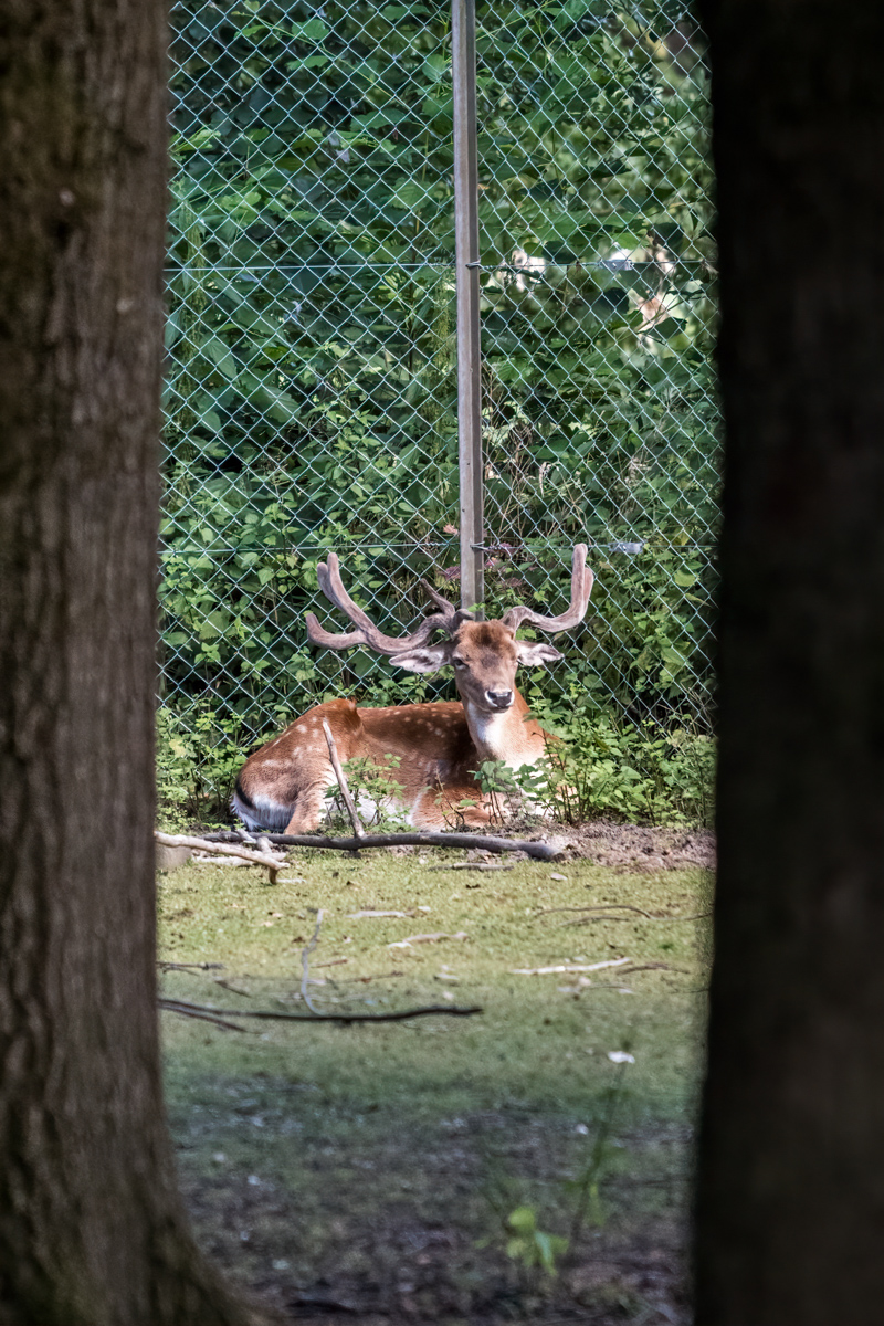 260721-D50_9142-Bearbeitet.jpg