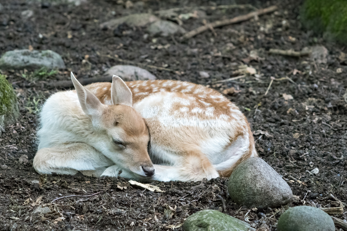 260721-D50_9146-Bearbeitet.jpg
