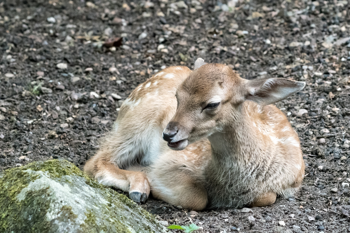 260721-D50_9150-Bearbeitet.jpg